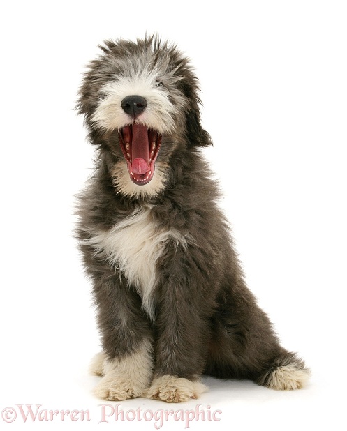 Blue Bearded Collie pup, Misty, 3 months old, yawning, white background