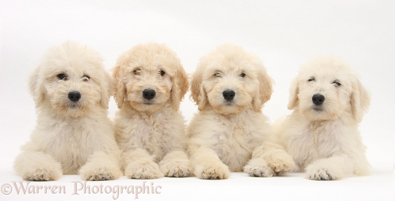 Four Labradoodle pups, 9 weeks old, white background