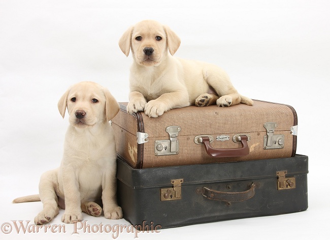 Yellow Labrador Retriever pups, 8 weeks old, with suitcases, ready to go on holiday, white background