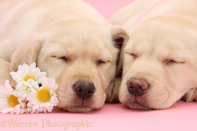 Yellow Labrador Retriever bitch pup, 10 weeks old, asleep with a daisy flowers