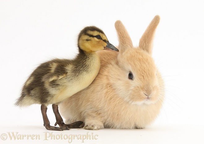 Young Sandy Lop rabbit and Mallard duckling, white background