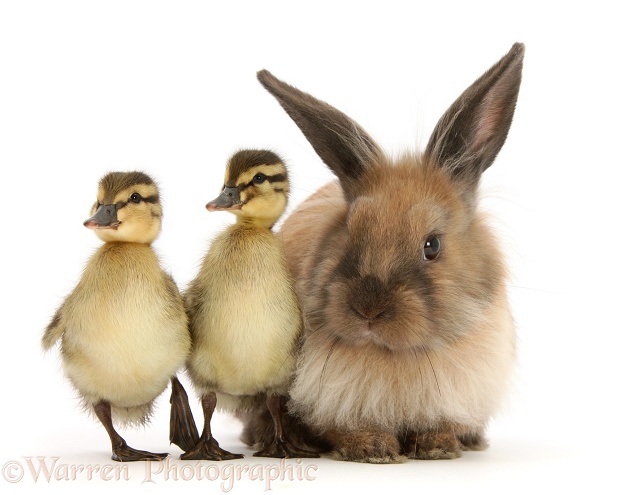Young Lionhead-Lop rabbit and Mallard ducklings, white background
