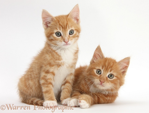 Two ginger kittens, Tom and Butch, 8 weeks old, lounging together, white background