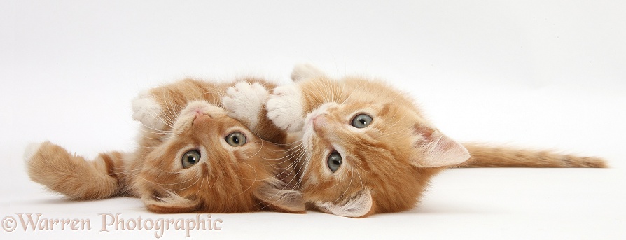 Two ginger kittens, Tom and Butch, 8 weeks old, lying together on their backs, white background