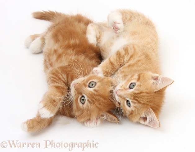 Two ginger kittens, Tom and Butch, 8 weeks old, lying together on their backs, white background