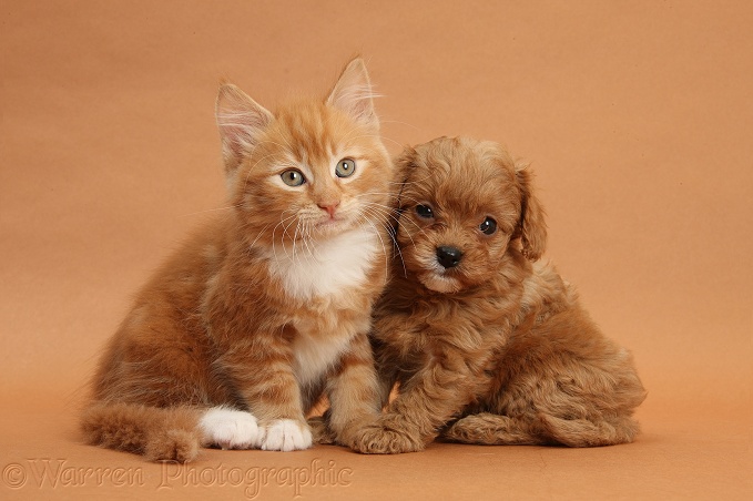 Ginger kitten, Butch, 9 weeks old, and Cavapoo pup on brown background