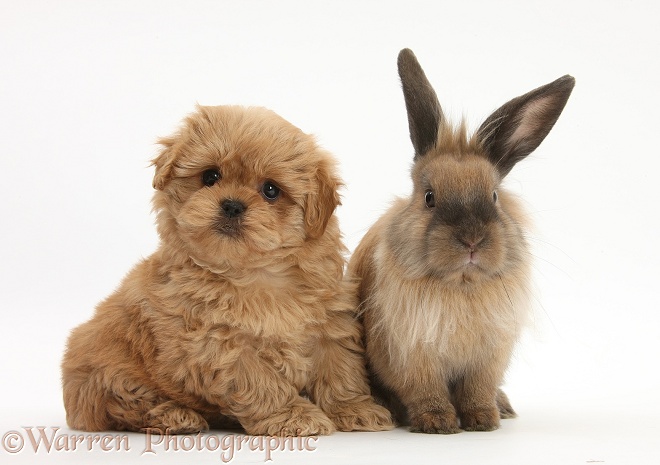 Peekapoo pup and Lionhead-cross rabbit, white background