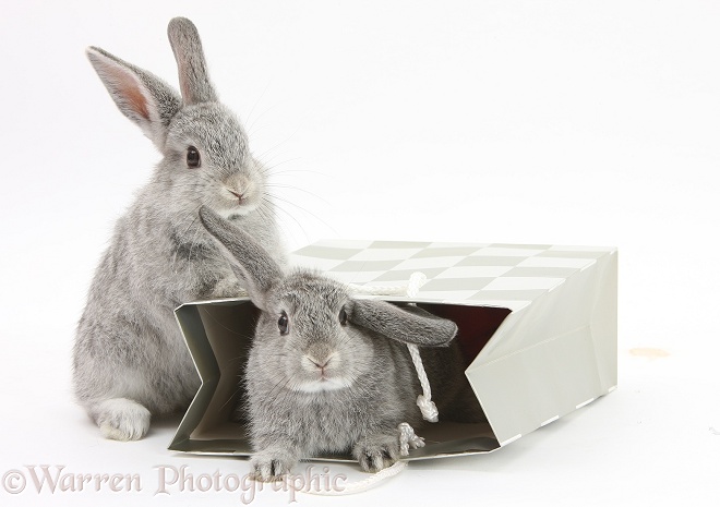 Two baby silver rabbits in a gift bag, white background