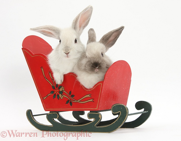 Two baby rabbits in a toy sledge, white background