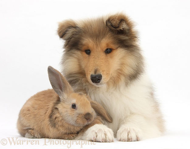 Rough Collie pup, Laddie, 14 weeks old, with young rabbit, white background