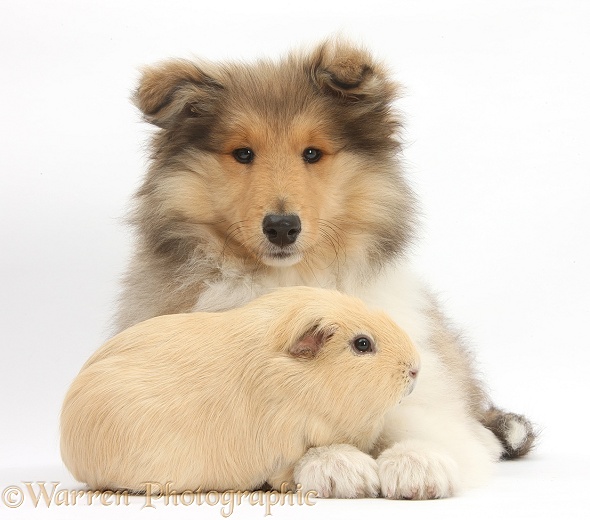 Rough Collie pup, Laddie, 14 weeks old, with yellow Guinea pig, white background