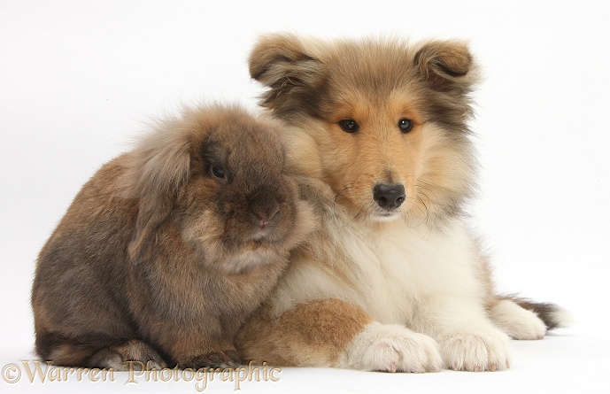 Rough Collie pup, Laddie, 14 weeks old, and Lionhead-cross rabbit, white background