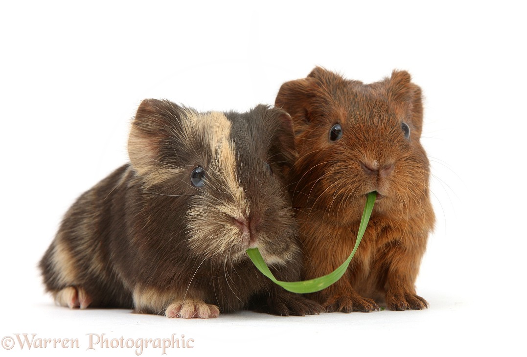 Two baby Guinea pigs sharing a piece of grass, white background