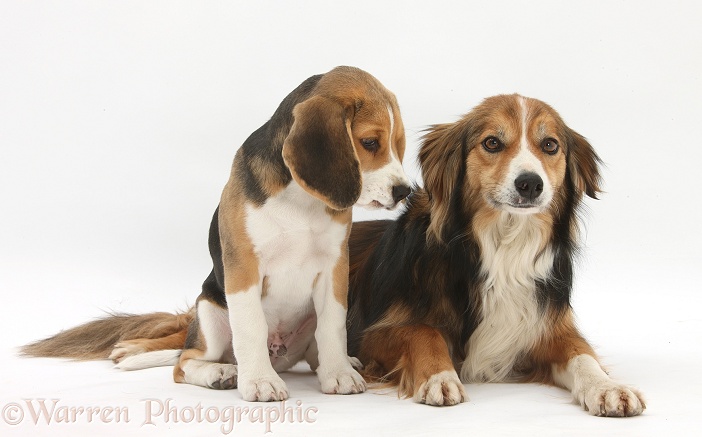 Beagle pup, Bruce, and Border Collie, Otto, white background