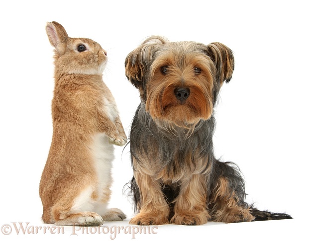 Yorkshire Terrier, Billie, with Netherland-cross rabbit, Peter, white background