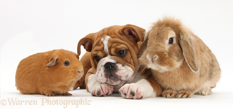 Bulldog pup, 11 weeks old, with Sandy Lop rabbit, and red Guinea pig, white background