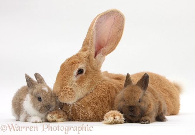 Flemish Giant Rabbit, Toffee, and baby Netherland dwarf-cross rabbits, white background