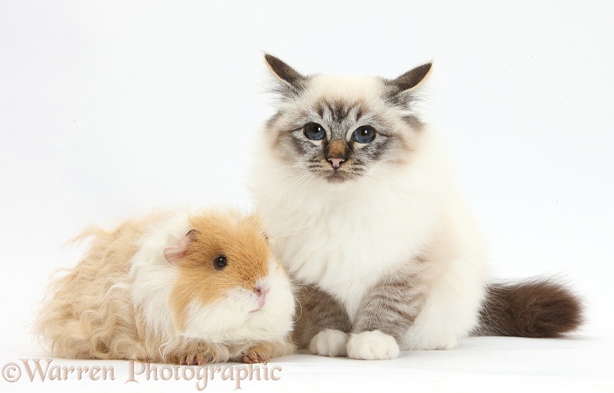 Birman cat and frizzy Guinea pig, white background