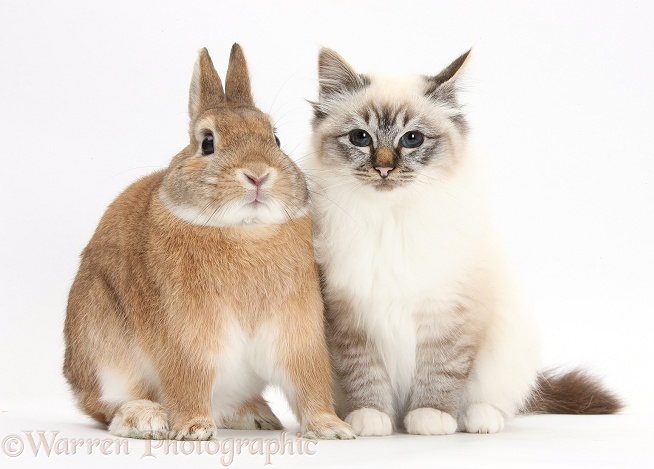 Tabby-point Birman cat and Sandy Netherland-cross rabbit, Peter, white background