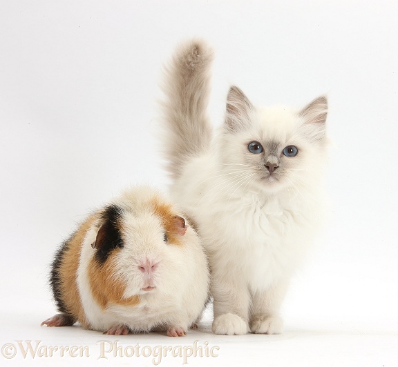 Blue-point kitten and Guinea pig, Gyzmo, white background
