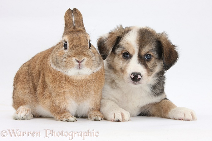 Border Collie pup and Sandy Netherland-cross rabbit, Peter, white background