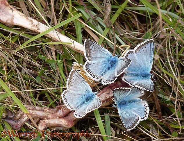 Chalkhill Blue Butterfly (Lysandra coridon) males feeding on a rabbit skeleton