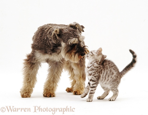 Miniature Schnauzer, Griff, 18 months old, nose to nose with tabby kitten, white background