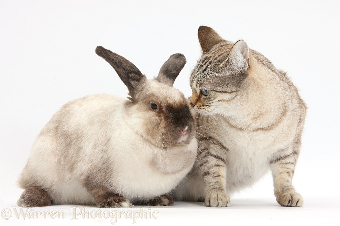 Sepia Snow Bengal-cross female cat, Lilli, 3 years old, and colourpoint rabbit, white background