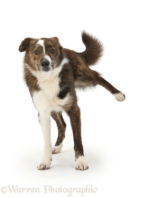 Mongrel dog, Brec, cocking his leg, white background