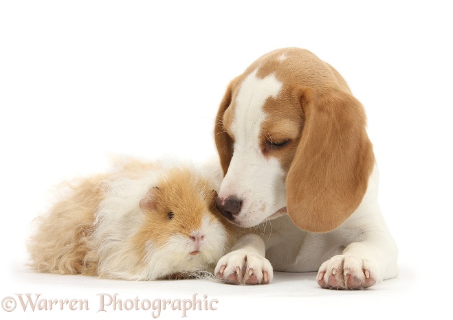 Orange-and-white Beagle pup and alpaca Guinea pig, white background