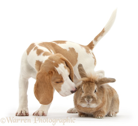 Orange-and-white Beagle pup sniffing a rabbit, white background
