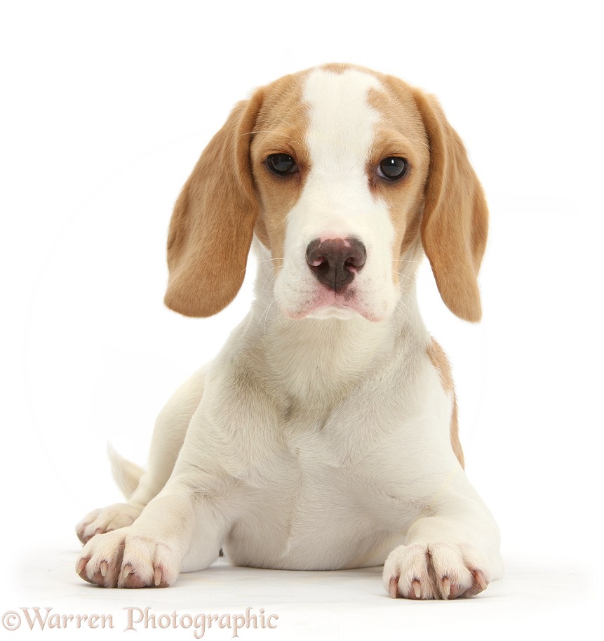 Orange-and-white Beagle pup, lying with head up, white background