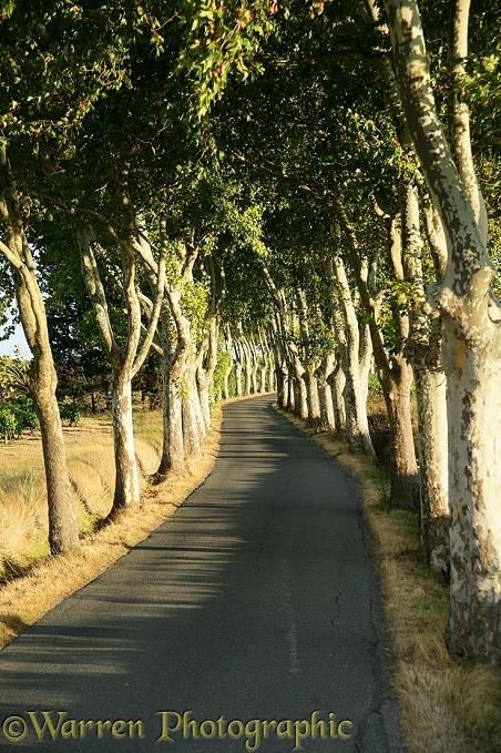 Driving through an avenue of trees.  France
