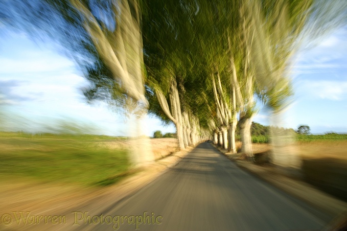 Driving through an avenue of trees at speed.  France