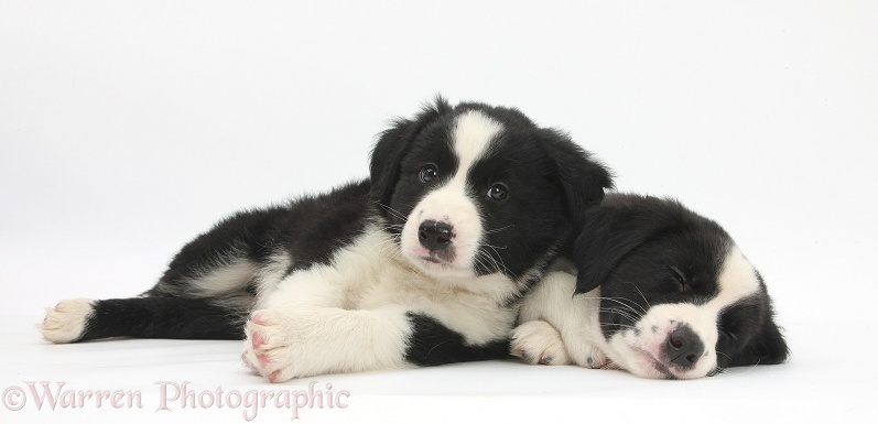 Sleepy black-and-white Border Collie pups, 6 weeks old, white background