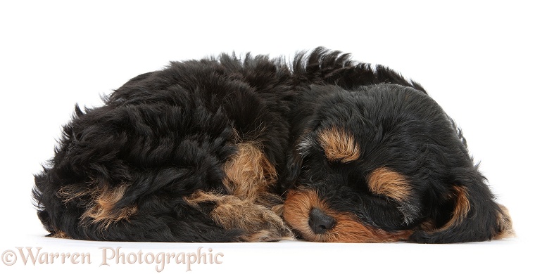 Sleeping black-and-tan Cavapoo pup, white background