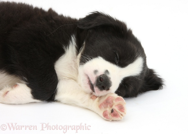Sleeping black-and-white Border Collie pup, 6 weeks old, white background
