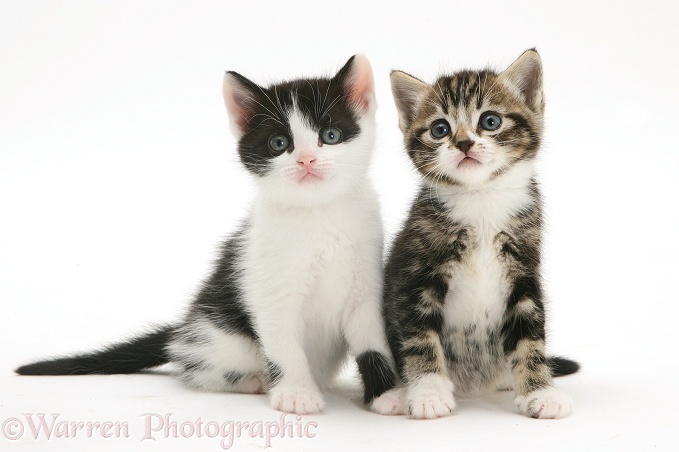 Black-and-white and Tabby-and-white kittens, white background