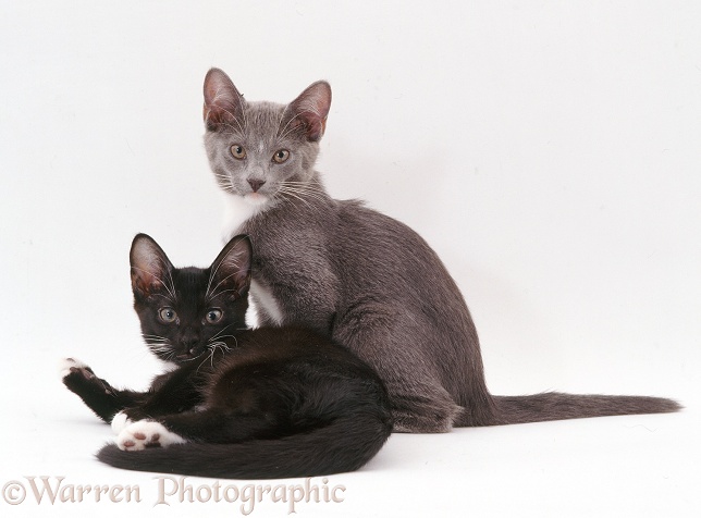 Black-and-white and blue-and-white kittens, white background