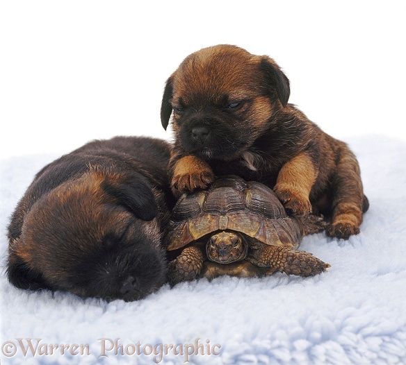 Sleepy Border Terrier pups, 4 weeks old, and tortoise, white background