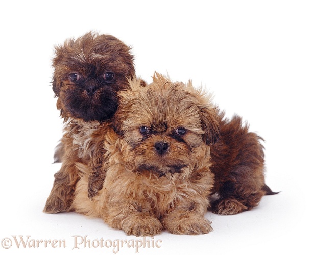 Two Shih-tzu pups, 7 weeks old, white background