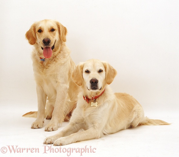 Golden Retriever pair, Barney and Millie, white background