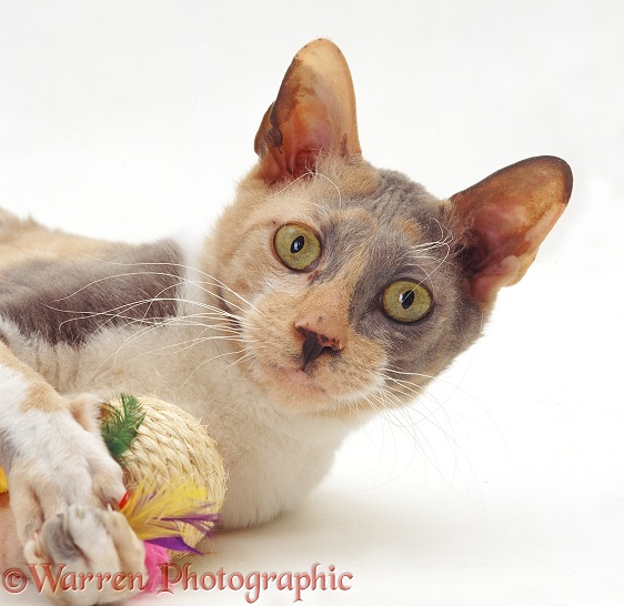 Portrait of blue-cream Cornish Rex female cat, Faberge, lying grasping toy, white background