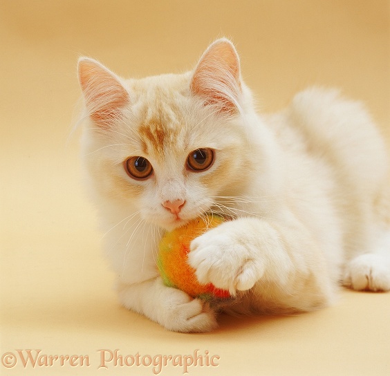 Cream Chinchilla-cross cat, 5 months old, holding a soft fluffy ball, on cream background