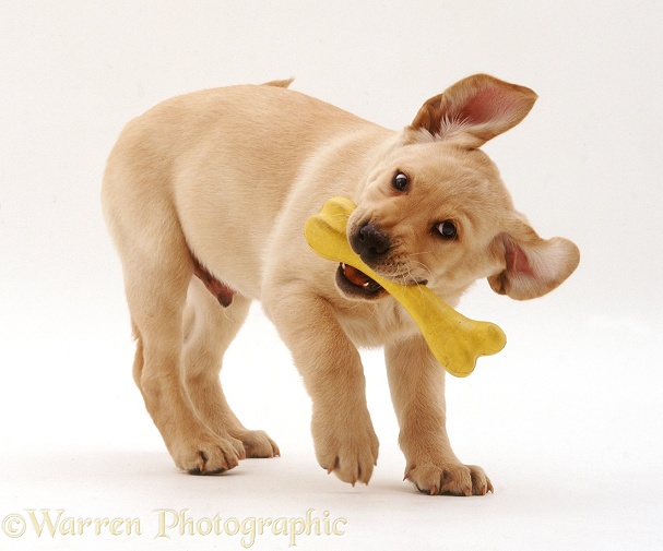 Yellow Labrador Retriever pup, 9 weeks old, playing with yellow rubber bone, white background