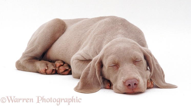 Weimaraner pup, 9 weeks old, asleep, chin on floor, white background