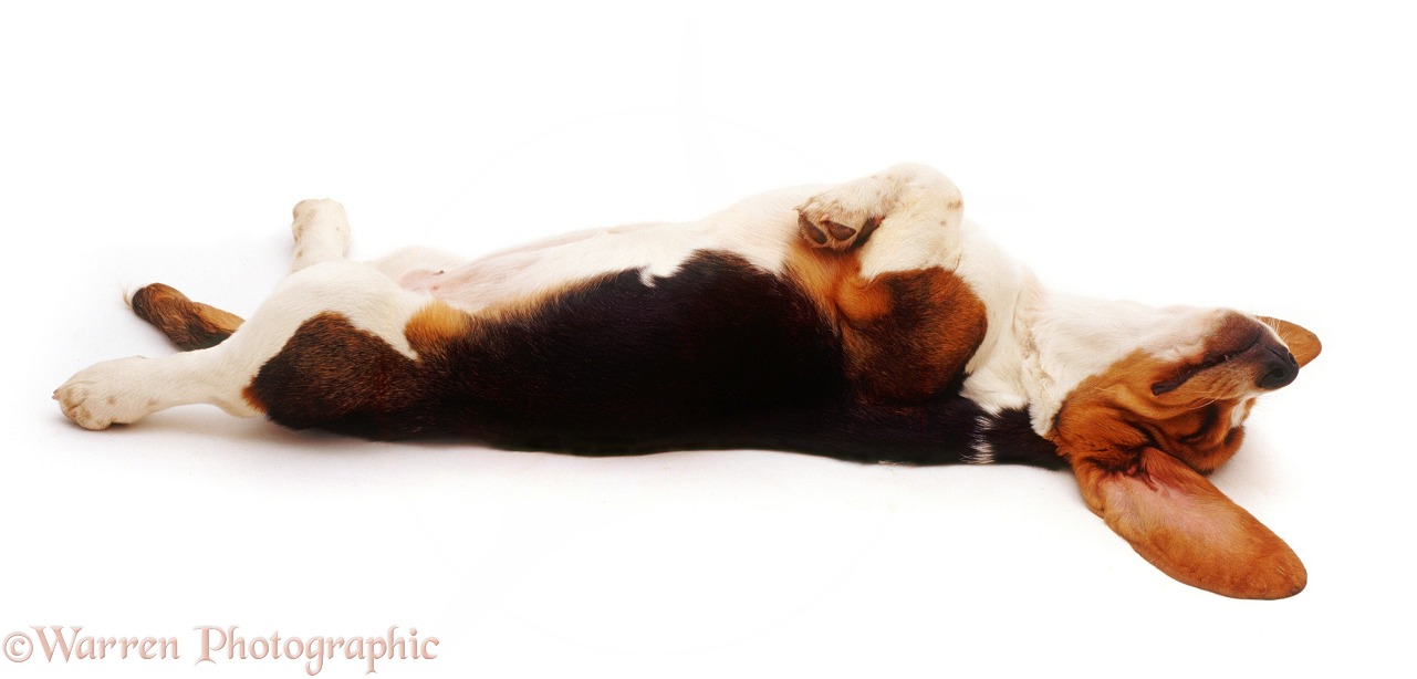Basset Hound pup asleep on her back, white background