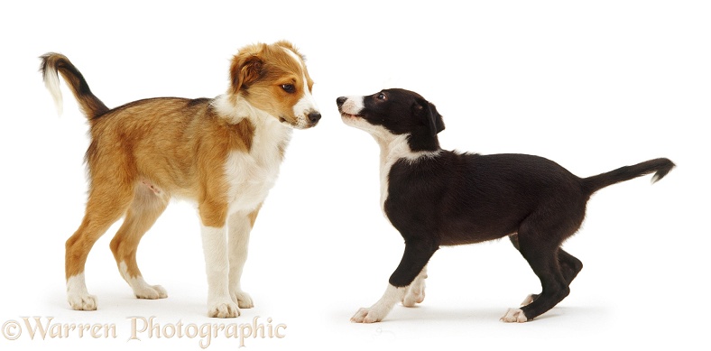 Border Collie dog pup Spex, 14b weeks old, and Collie Lurcher bitch pup Sox, 10 weeks old, eye each other at first meeting, white background