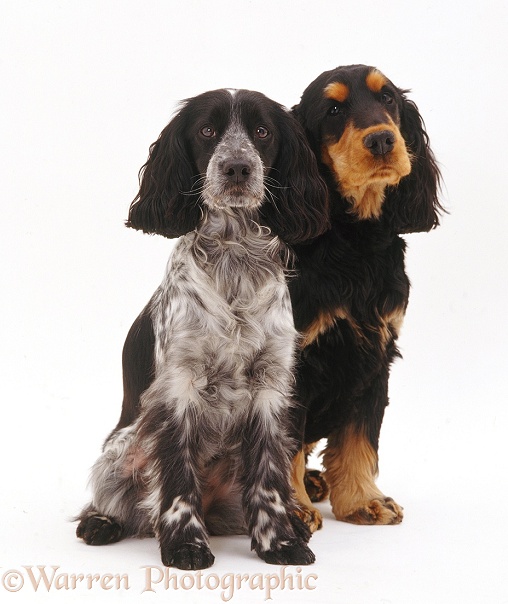 Black-and-tan Cocker spaniel dog, Billy, with Blue Roan bitch, Belle, white background