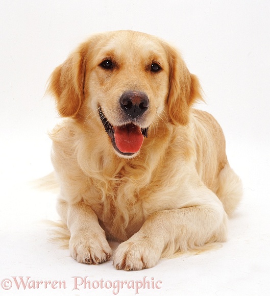 Golden Retriever dog, Barney, white background